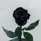 Trandafir Criogenat Nemuritor Negru XL În Cupolă Elegantă 10x20 Cm Cadou Ideal - Trandafir - Criogenat.ro