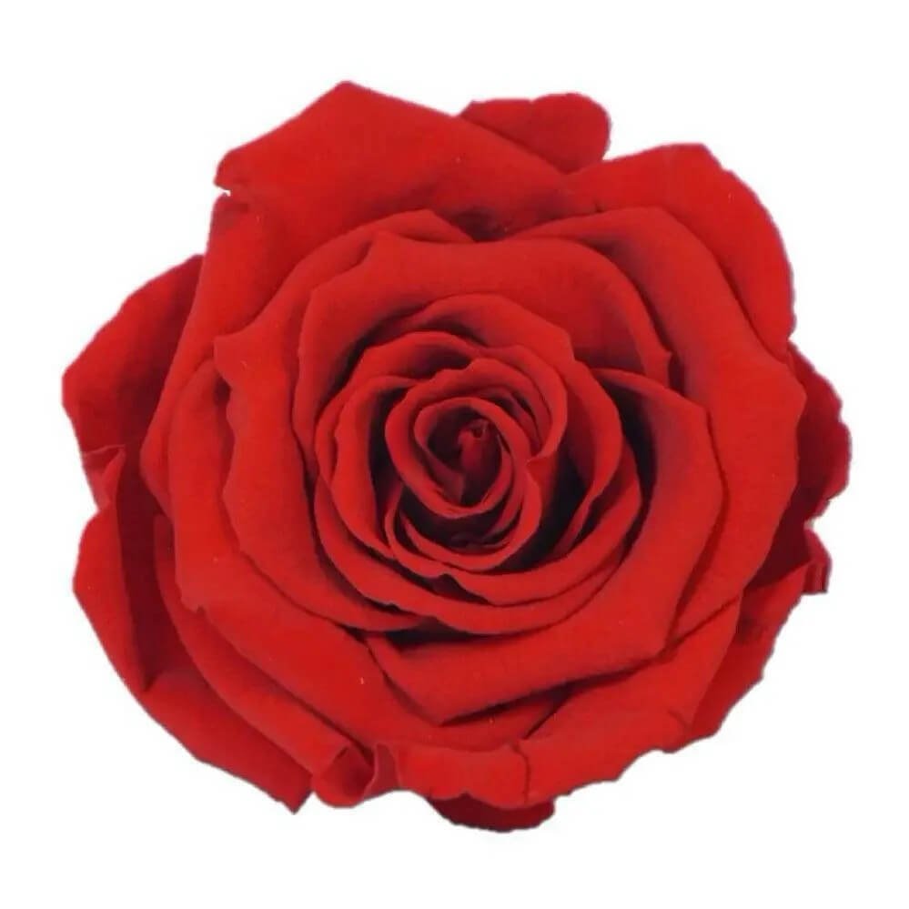 Trandafir Criogenat Nemuritor XL Roșu În Cupolă De Sticlă Diametru 6,5cm 12x25cm - Trandafir - Criogenat.ro