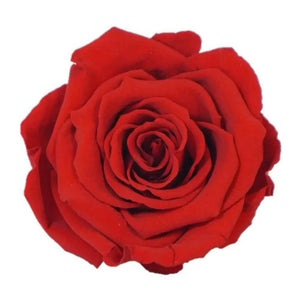 Trandafir Criogenat Nemuritor XL Roșu În Cupolă De Sticlă Diametru 6,5cm 12x25cm - Trandafir - Criogenat.ro