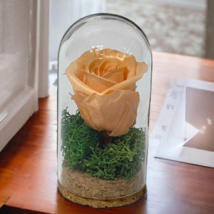Trandafir Criogenat Piersica In Cupola Eleganta 5x9,5 Cm Cadou Memorabil - Trandafir - Criogenat.ro