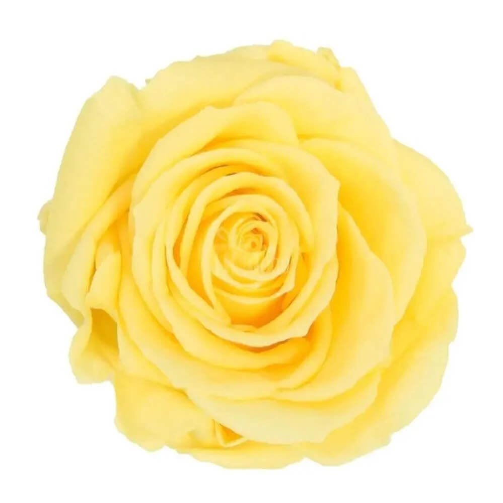 Trandafir Criogenat Premium Galben În Cupolă Elegantă 8 Cm Diametru 12x25 Cm - Trandafir - Criogenat.ro