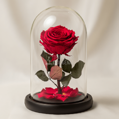 Trandafir Criogenat premium rosu in cupola sticla 12x25cm, cu mesaj - Trandafir - Criogenat.ro