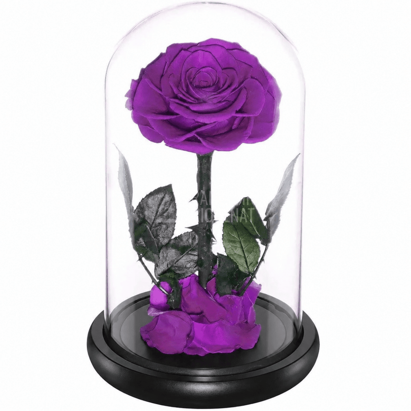 Trandafir criogenat purpuriu Bonita în cupolă de sticlă 12 × 25 cm, cu mesaj - Trandafir-Criogenat.ro