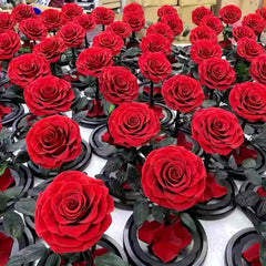 Trandafir Criogenat Roșu Bonita 9,5 cm În Cupolă de Sticlă Mesaj Personalizat - Trandafir - Criogenat.ro