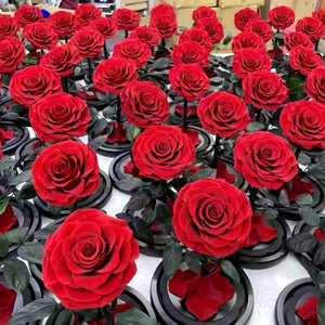 Trandafir Criogenat Roșu Bonita 9,5 cm În Cupolă de Sticlă Mesaj Personalizat - Trandafir - Criogenat.ro