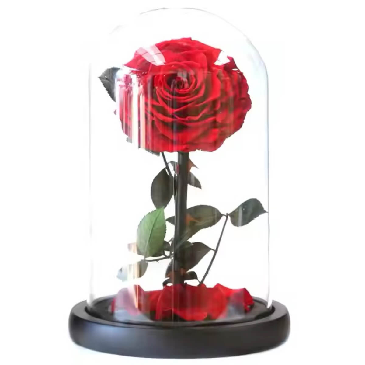 Trandafir Criogenat rosu Bonita cu dia. 9,5cm in cupola sticla, cu mesaj scris - Trandafir - Criogenat.ro