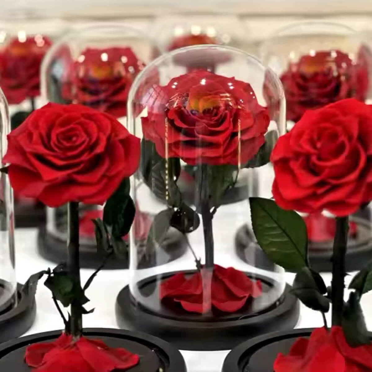 Trandafir Criogenat rosu Bonita cu dia. 9,5cm in cupola sticla, cu mesaj scris - Trandafir - Criogenat.ro