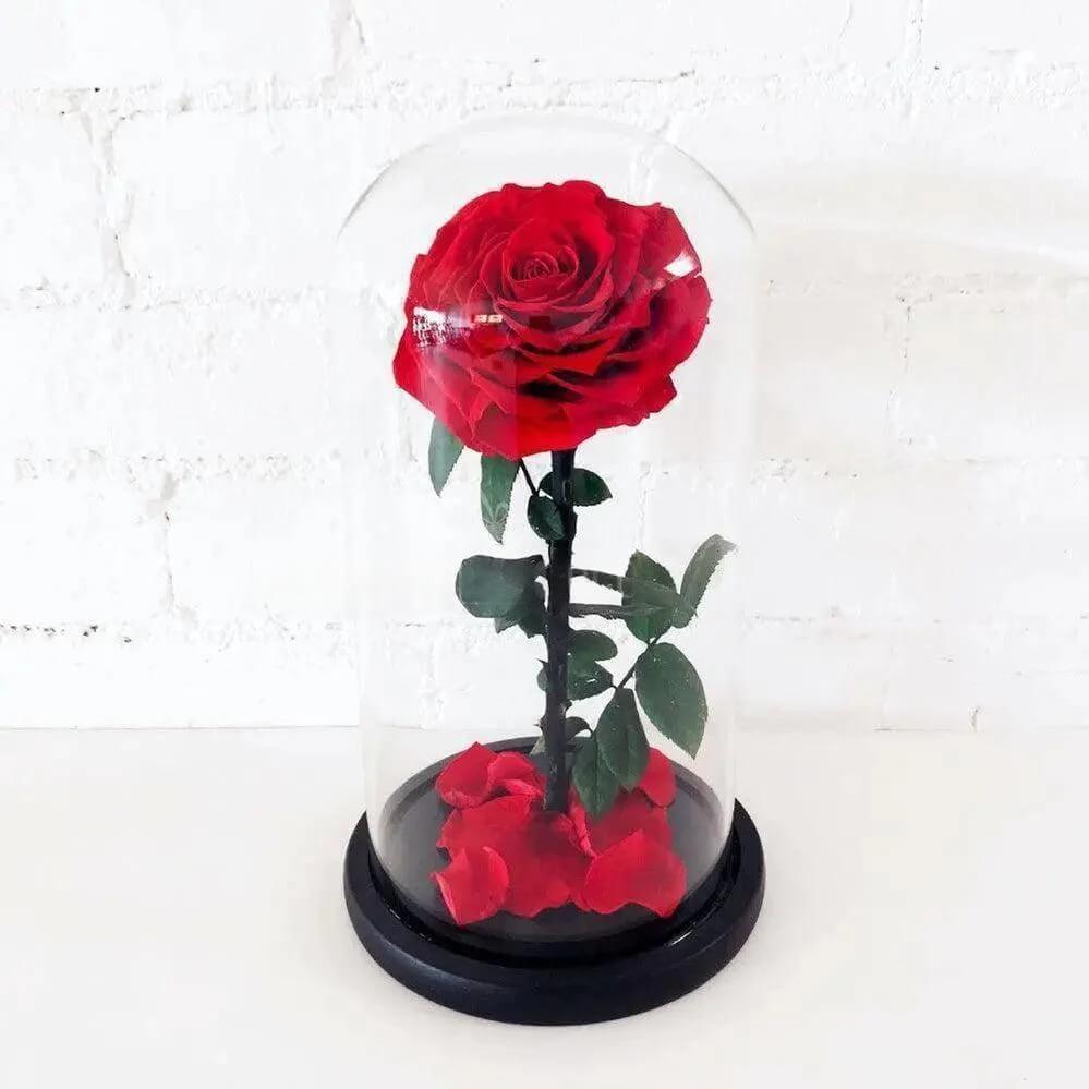 Trandafir Criogenat Roșu Bonita În Cupolă De Sticlă 9,5 Cm Cadou Special 15x25 Cm - Trandafir - Criogenat.ro