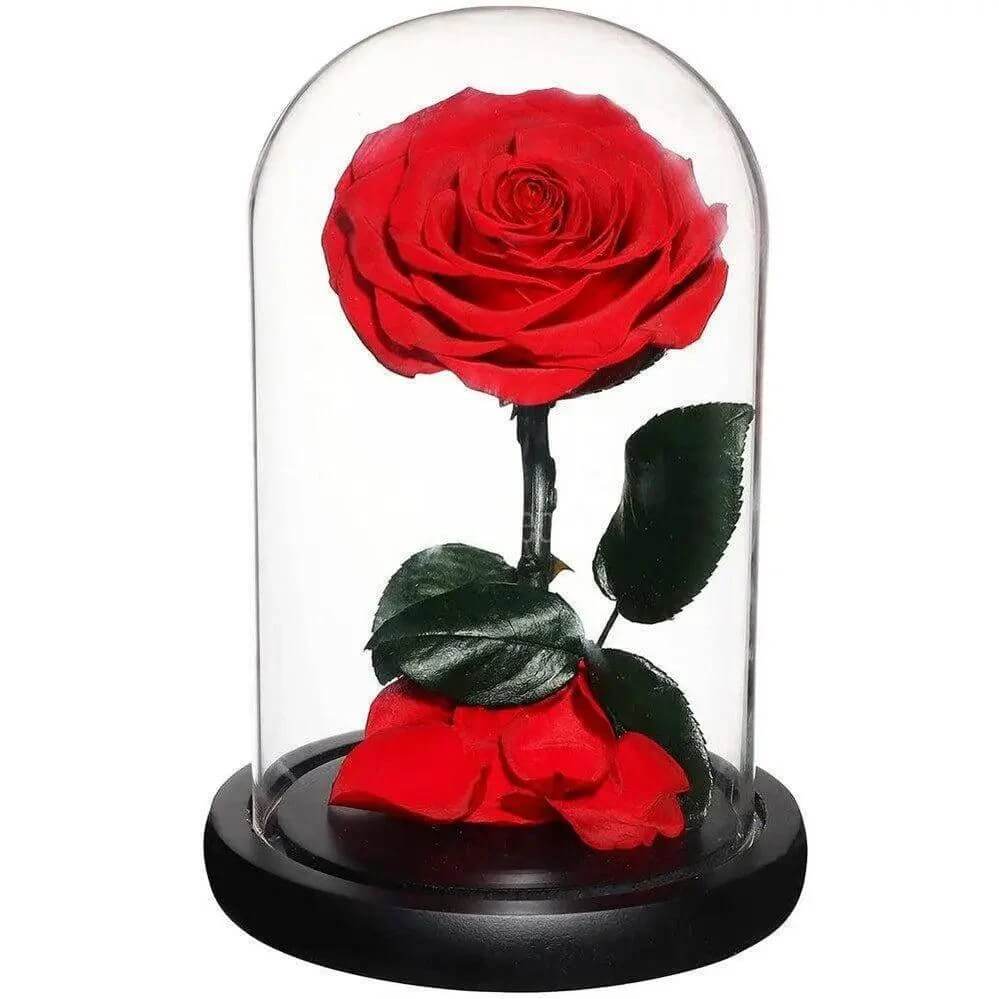 Trandafir Criogenat Roșu Bonita În Cupolă Elegantă 12x25cm Cadou Special - Trandafir - Criogenat.ro