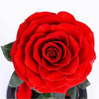 Trandafir Criogenat Roșu Bonita În Cupolă Elegantă 12x25cm Cadou Special - Trandafir - Criogenat.ro