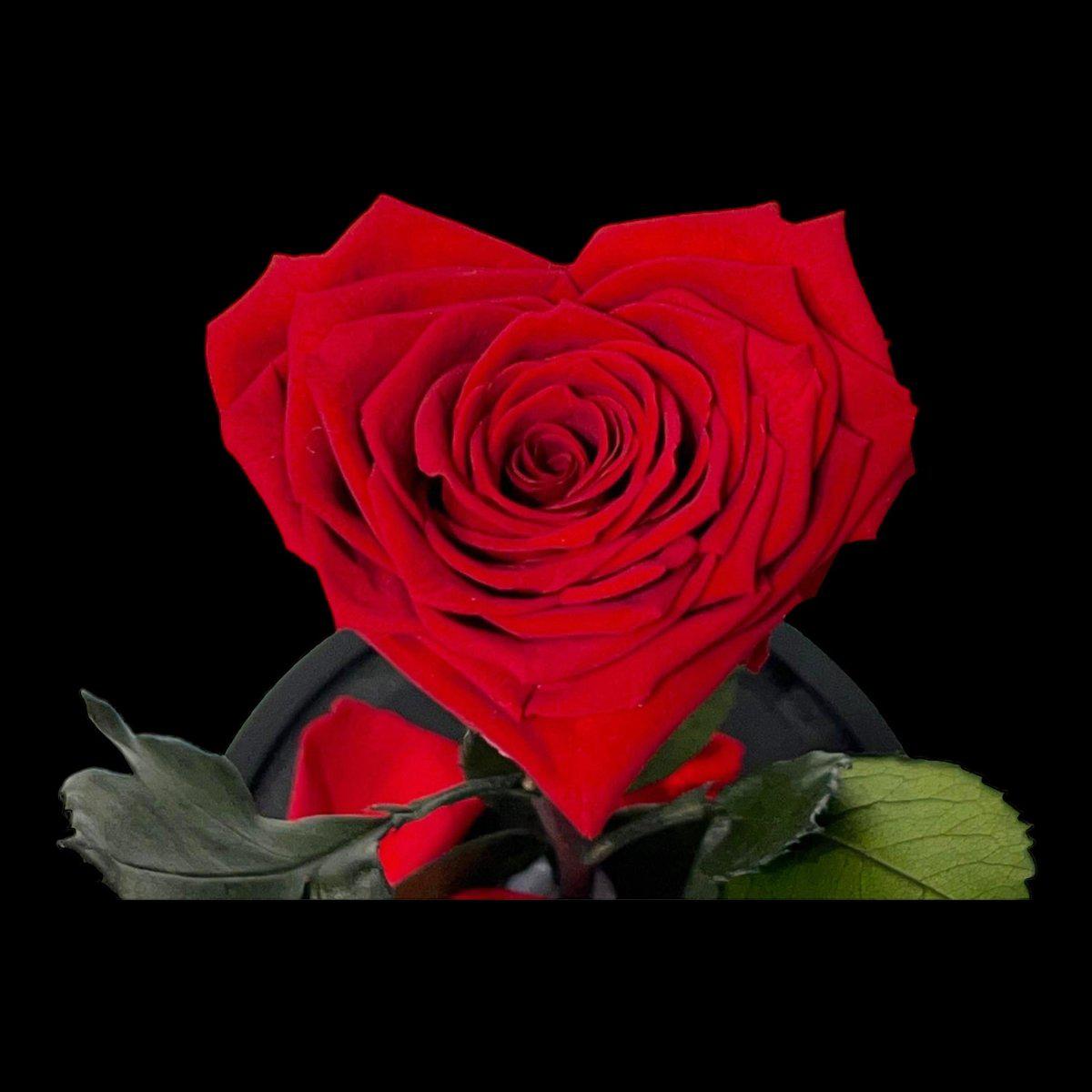 Trandafir Criogenat Roșu În Formă De Inimă Cu Cupolă De Sticlă Elegantă - Trandafir - Criogenat.ro