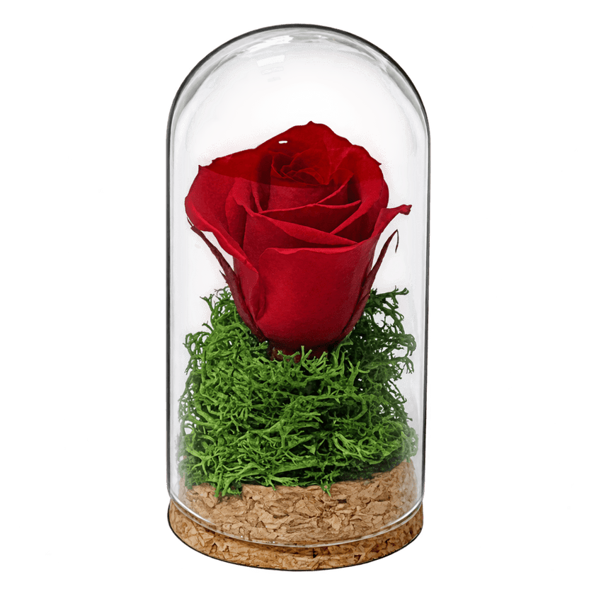 Trandafir criogenat roșu în mini cupolă 5 × 9,5 cm - Trandafir-Criogenat.ro