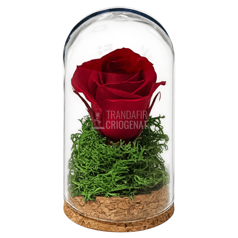 Trandafir criogenat roșu în mini cupolă de sticlă 5 × 9,5 cm - Trandafir-Criogenat.ro