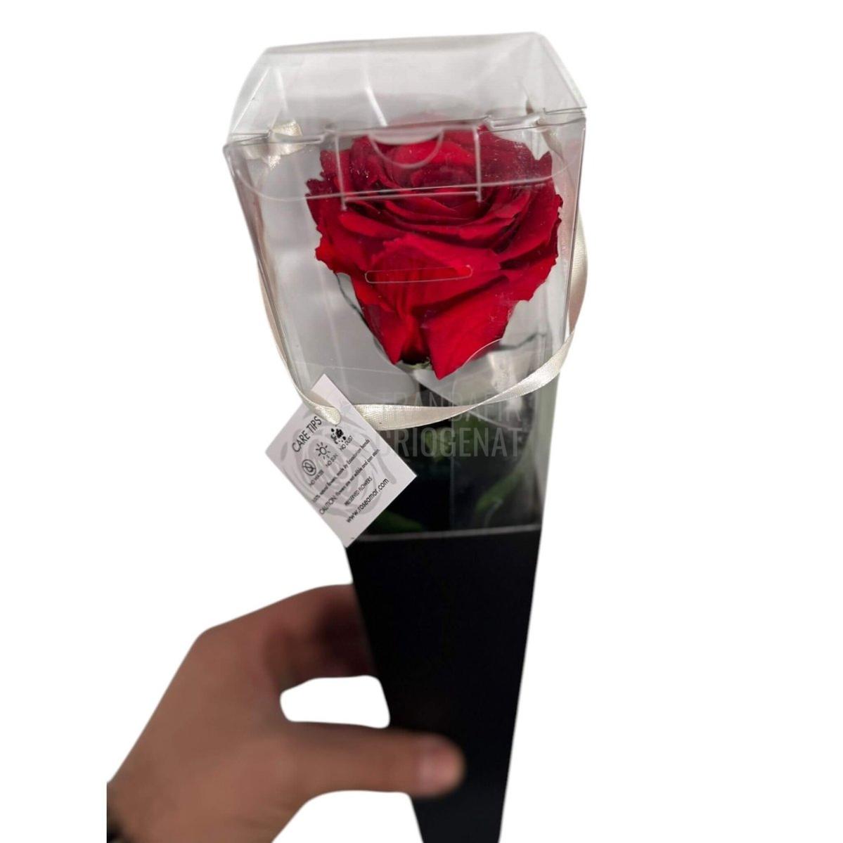 Trandafir Criogenat rosu Lori in cutie cadou - Trandafir - Criogenat.ro