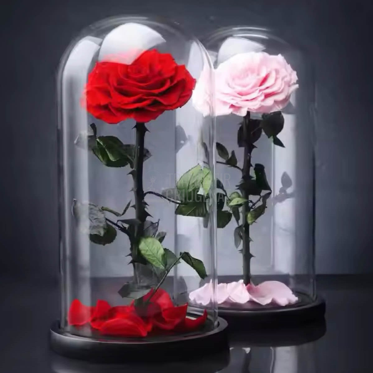 Trandafir Criogenat rosu mare Bonita cu dia. 9,5cm in cupola sticla 12x25cm - Trandafir - Criogenat.ro