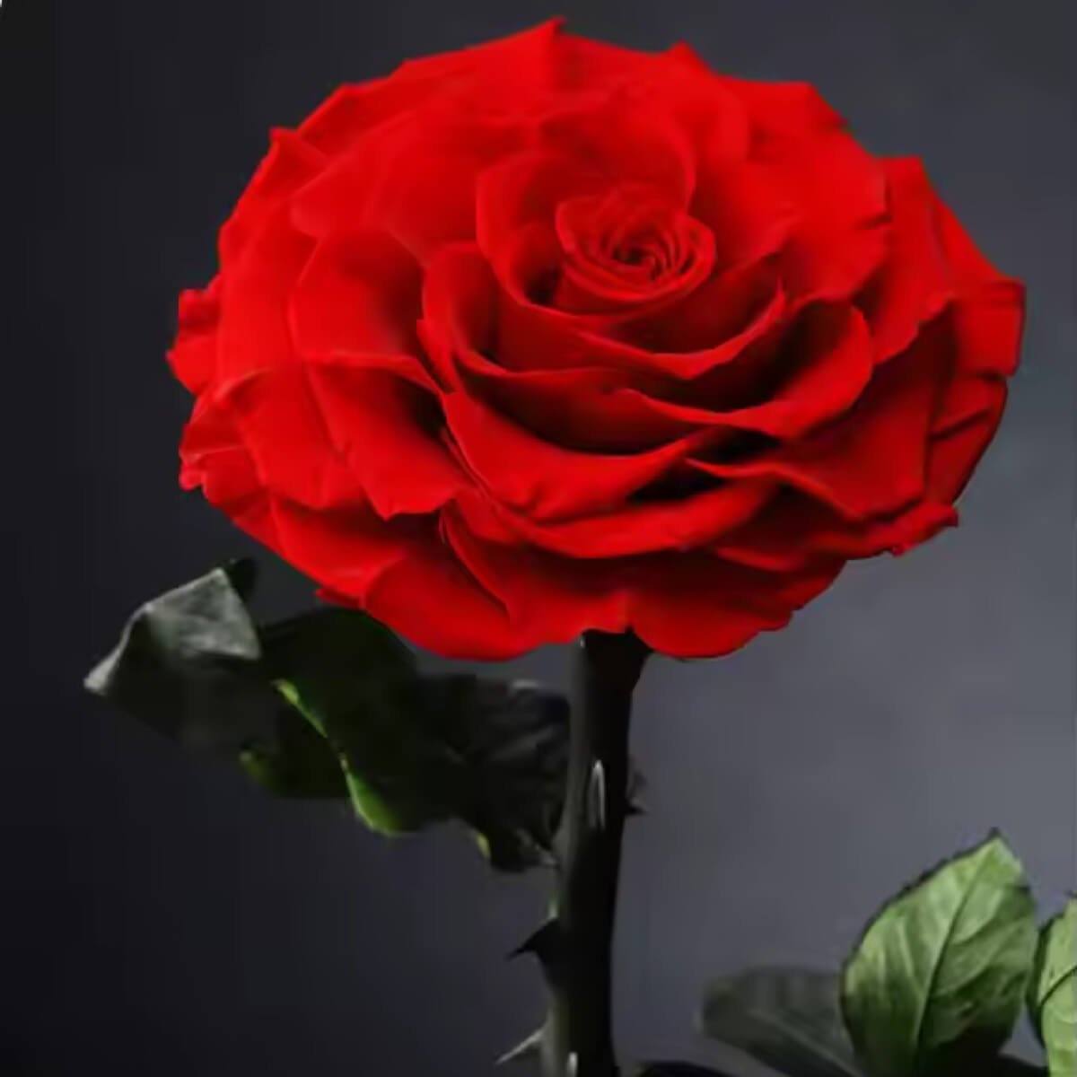 Trandafir Criogenat rosu mare in cupola de sticla, cu mesaj personalizat - Trandafir - Criogenat.ro