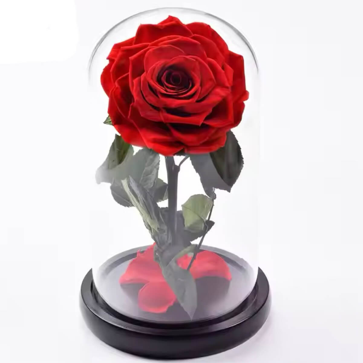 Trandafir Criogenat rosu premium in cupola sticla, mesaj personalizat scris - Trandafir - Criogenat.ro