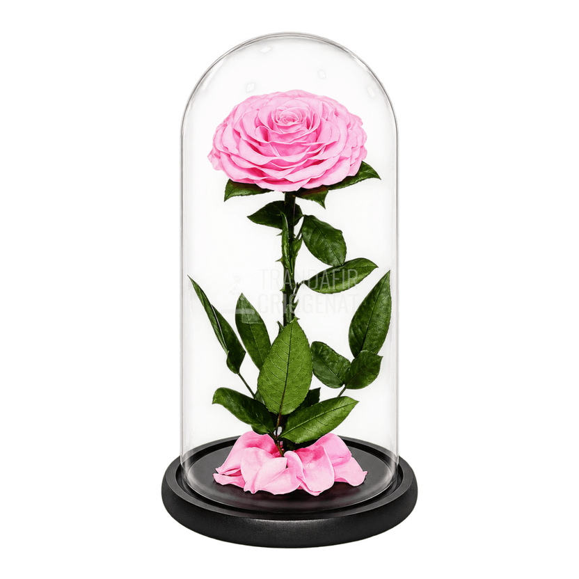 Trandafir criogenat roz Bonita în cupolă de sticlă 15 × 25 cm, cu mesaj - Trandafir-Criogenat.ro