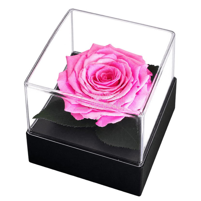 Trandafir criogenat roz în cutie cadou 10 × 10 × 11 cm - Trandafir-Criogenat.ro