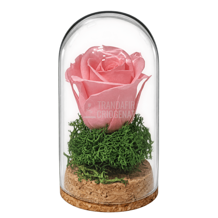 Trandafir criogenat roz pal în mini cupolă de sticlă 5 × 9,5 cm - Trandafir-Criogenat.ro