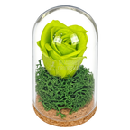 Trandafir criogenat verde în mini cupolă de sticlă 5 × 9,5 cm - Trandafir-Criogenat.ro