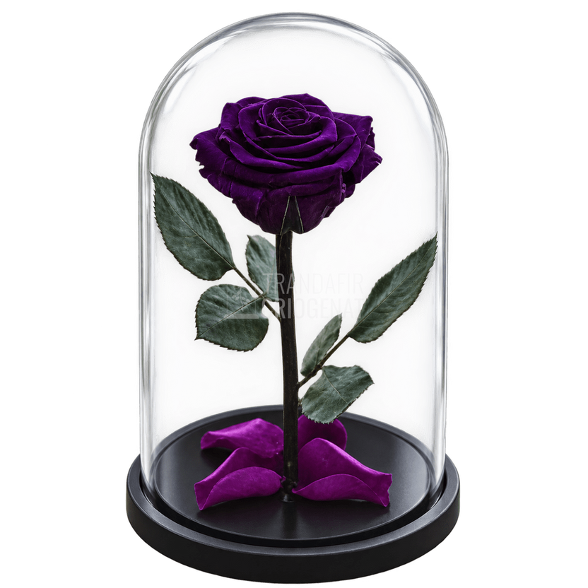 Trandafir criogenat violet XL în cupolă de sticlă 10 × 20 cm, cu mesaj - Trandafir-Criogenat.ro