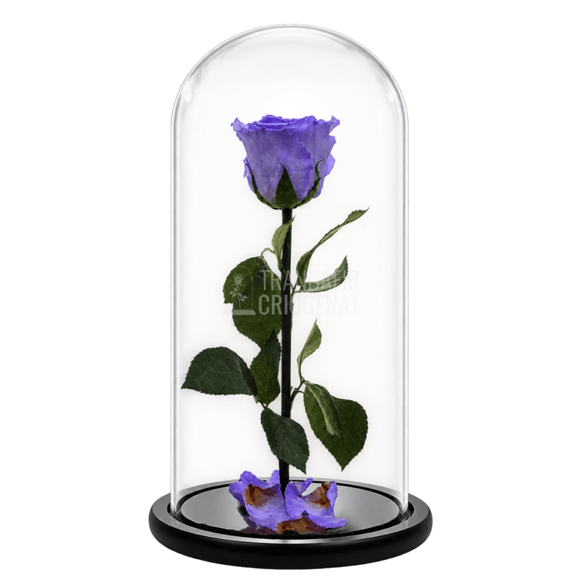 Trandafir criogenat violet XL în cupolă de sticlă 12 × 25 cm, cu mesaj - Trandafir-Criogenat.ro