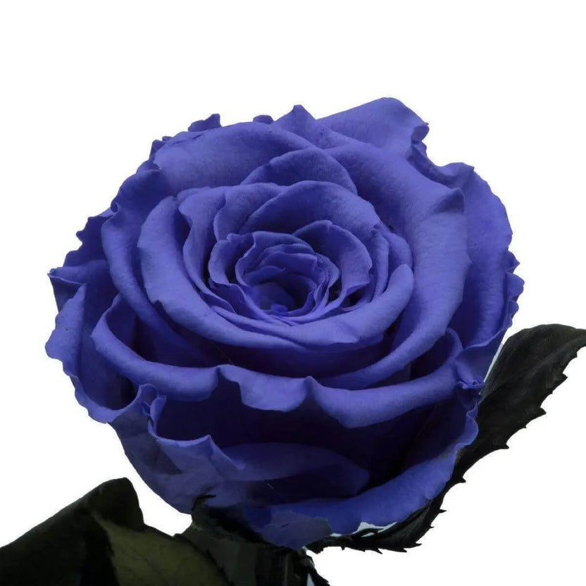 Trandafir Criogenat Violet XL În Cupolă De Sticlă Cadou Nemuritor 12x25cm - Trandafir - Criogenat.ro