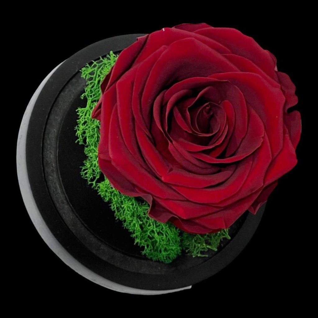 Trandafir Criogenat Visiniu Elegant În Cupolă De Sticlă 10x15 Cm Premium - Trandafir - Criogenat.ro