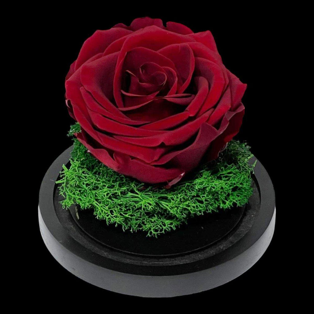 Trandafir Criogenat Visiniu Elegant În Cupolă De Sticlă 10x15 Cm Premium - Trandafir - Criogenat.ro
