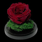 Trandafir Criogenat Visiniu Elegant În Cupolă De Sticlă 10x15 Cm Premium - Trandafir - Criogenat.ro