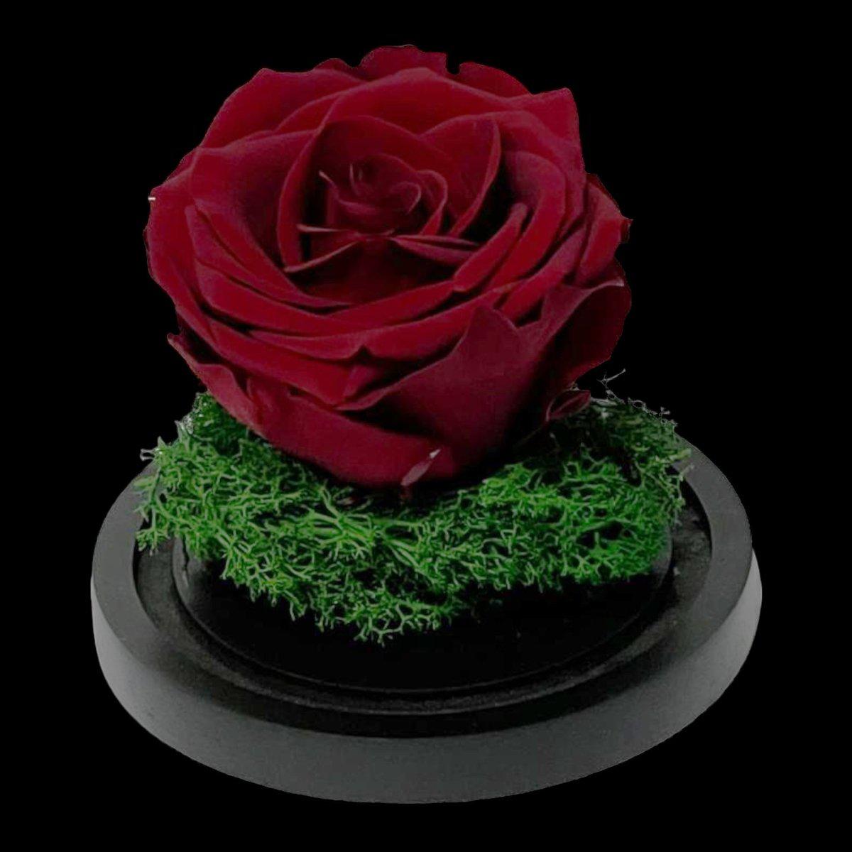 Trandafir Criogenat Visiniu Elegant În Cupolă De Sticlă 10x15 Cm Premium - Trandafir - Criogenat.ro