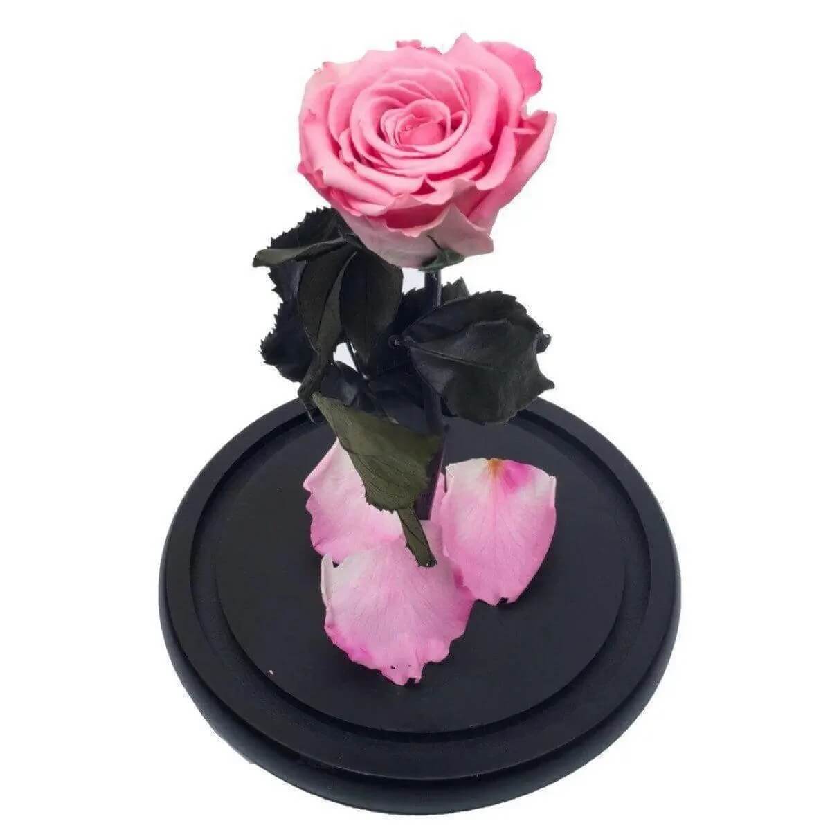 Trandafir Criogenat XL Bicolor Roz în Cupolă de Sticlă 12x25 cm Cadou Elegant - Trandafir - Criogenat.ro