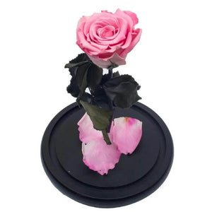 Trandafir Criogenat XL Bicolor Roz în Cupolă de Sticlă 12x25 cm Cadou Elegant - Trandafir - Criogenat.ro