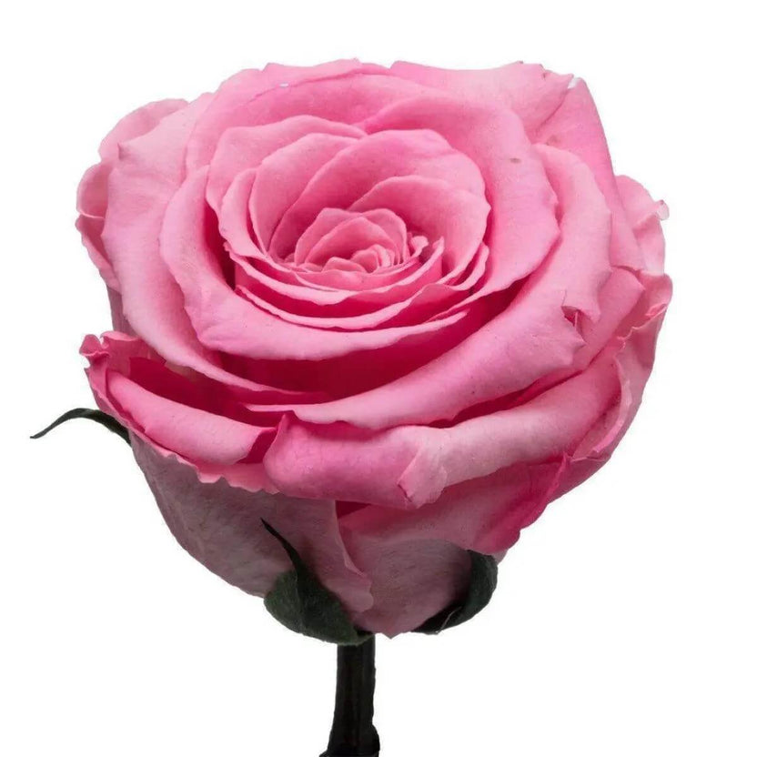 Trandafir Criogenat XL Bicolor Roz în Cupolă de Sticlă 12x25 cm Cadou Elegant - Trandafir - Criogenat.ro