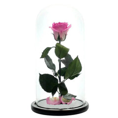 Trandafir Criogenat XL Bicolor Roz în Cupolă de Sticlă 12x25 cm Cadou Elegant - Trandafir - Criogenat.ro