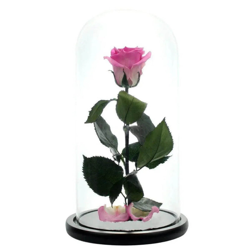 Trandafir Criogenat XL Bicolor Roz în Cupolă de Sticlă 12x25 cm Cadou Elegant - Trandafir - Criogenat.ro