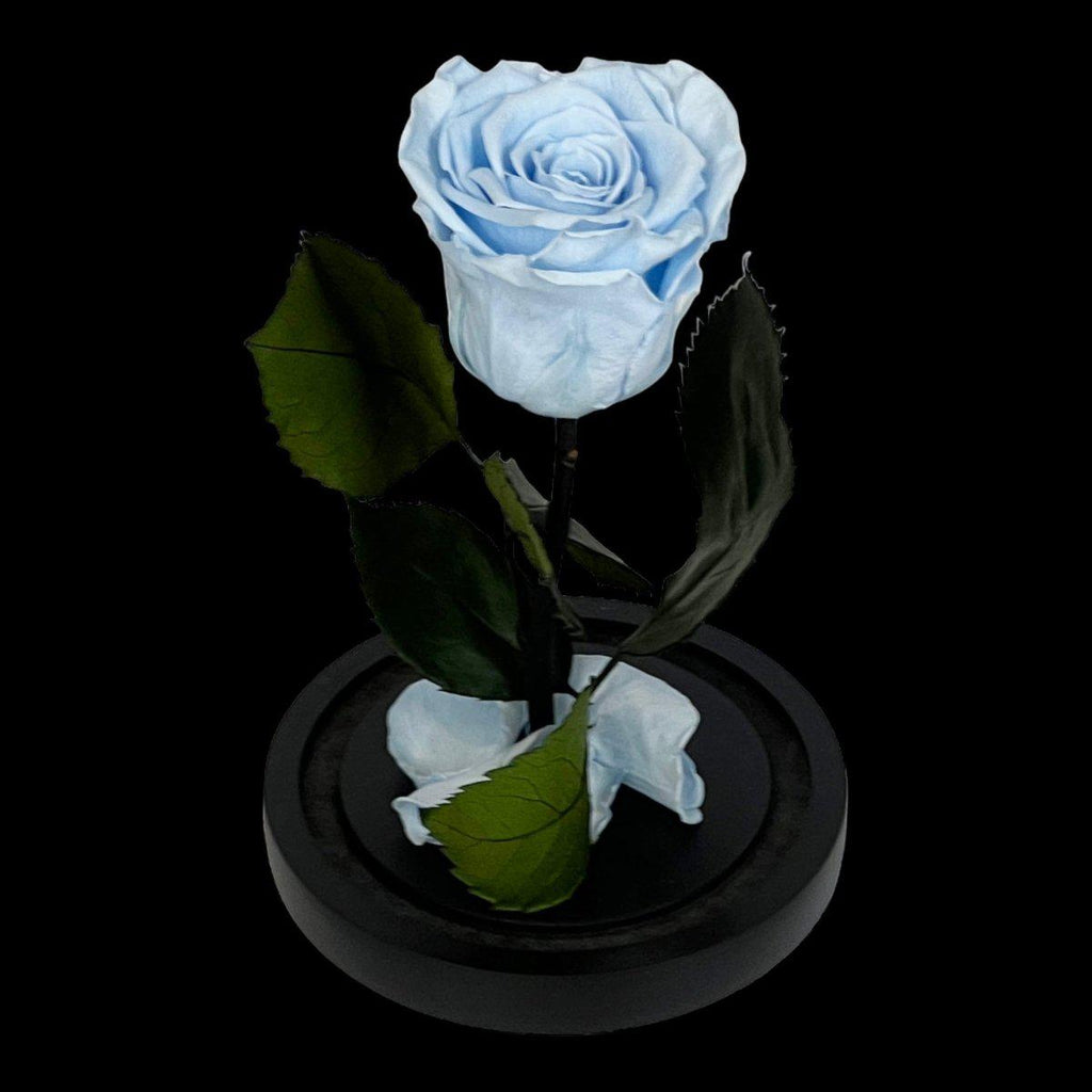 Trandafir Criogenat XL Bleu În Cupolă De Sticlă Elegantă 10x20cm Cadou Special - Trandafir - Criogenat.ro