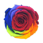 Trandafir Criogenat XL Colorat în Cupolă de Sticlă Diametru 6,5 Cm Cadou Durabil - Trandafir - Criogenat.ro