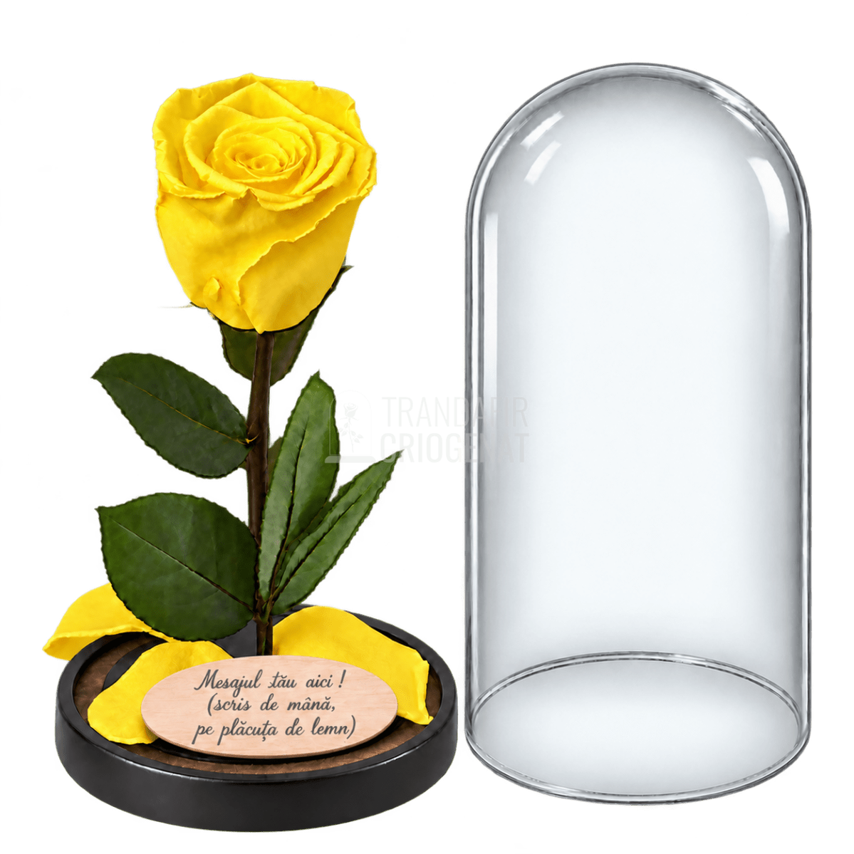Trandafir criogenat XL galben în cupolă de sticlă 10 × 20 cm - Trandafir-Criogenat.ro