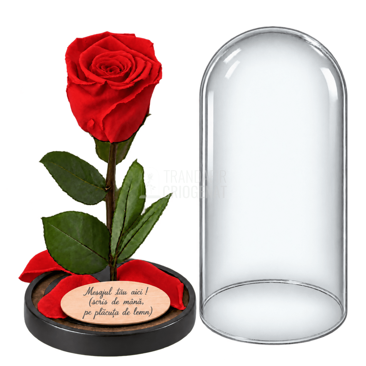 Trandafir criogenat XL roșu în cupolă de sticlă 10 × 20 cm - Trandafir-Criogenat.ro