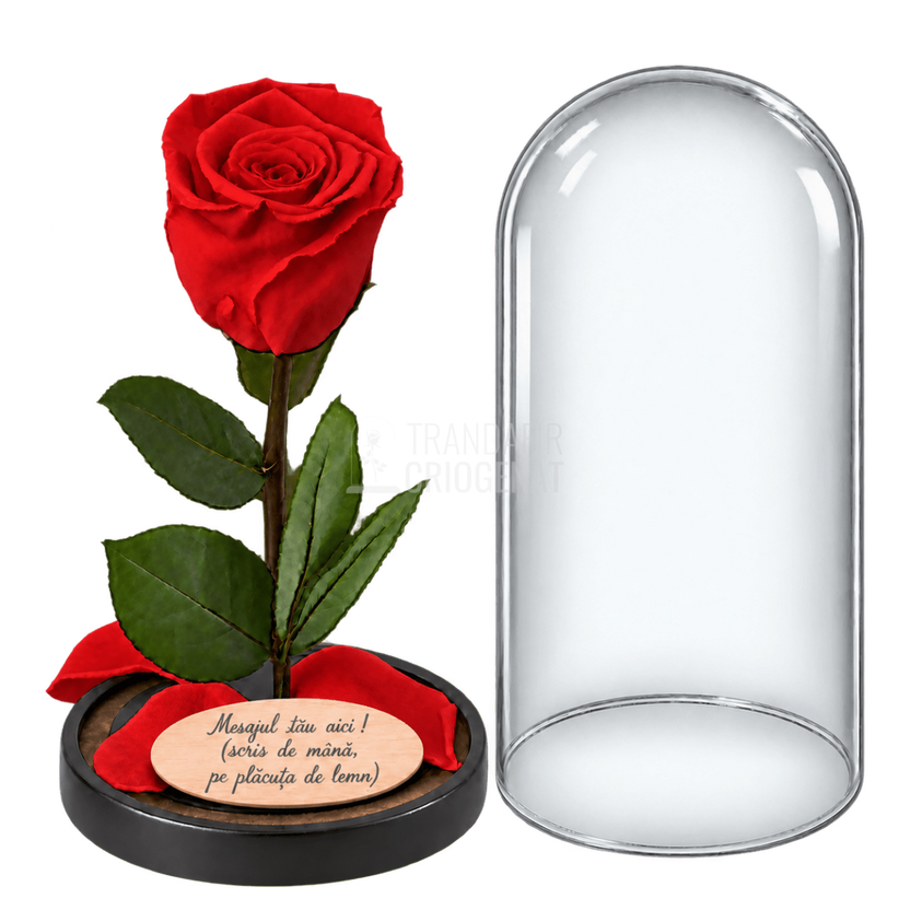Trandafir criogenat XL roșu în cupolă de sticlă 10 × 20 cm - Trandafir-Criogenat.ro