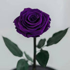 Trandafir Criogenat XL Violet Intens În Cupolă Cadou Perfect Pentru Femei - Trandafir - Criogenat.ro