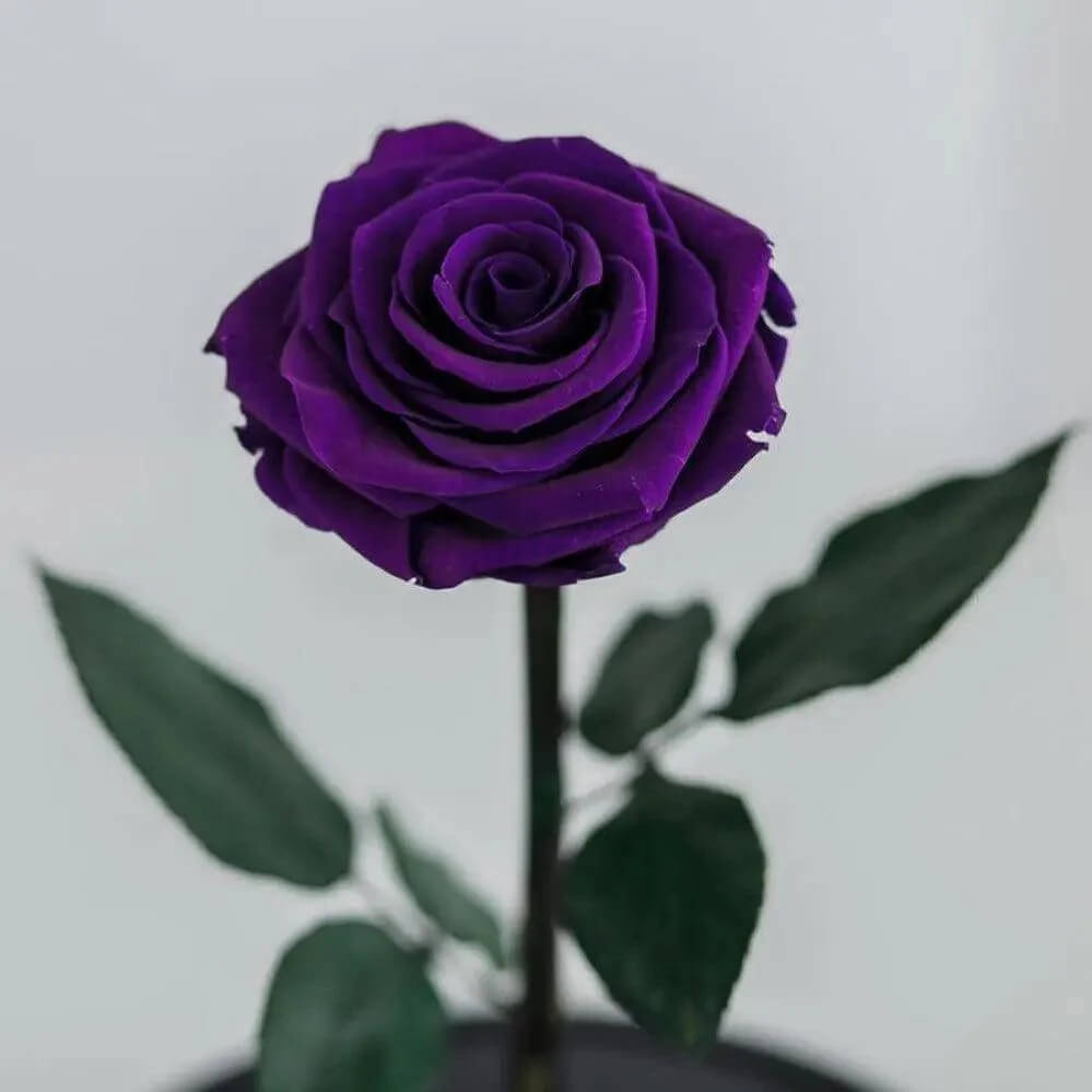 Trandafir Criogenat XL Violet Intens În Cupolă Cadou Perfect Pentru Femei - Trandafir - Criogenat.ro