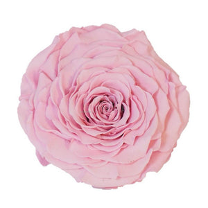 Trandafir Criogenat XXL Roz Pal În Cupolă De Sticlă Cu Mesaj Personalizat Cadou Iubita - Trandafir - Criogenat.ro