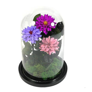 3 Dalii Criogenate mov, purpuriu, mov-pudrat in cupola de sticla - Trandafir-Criogenat.ro