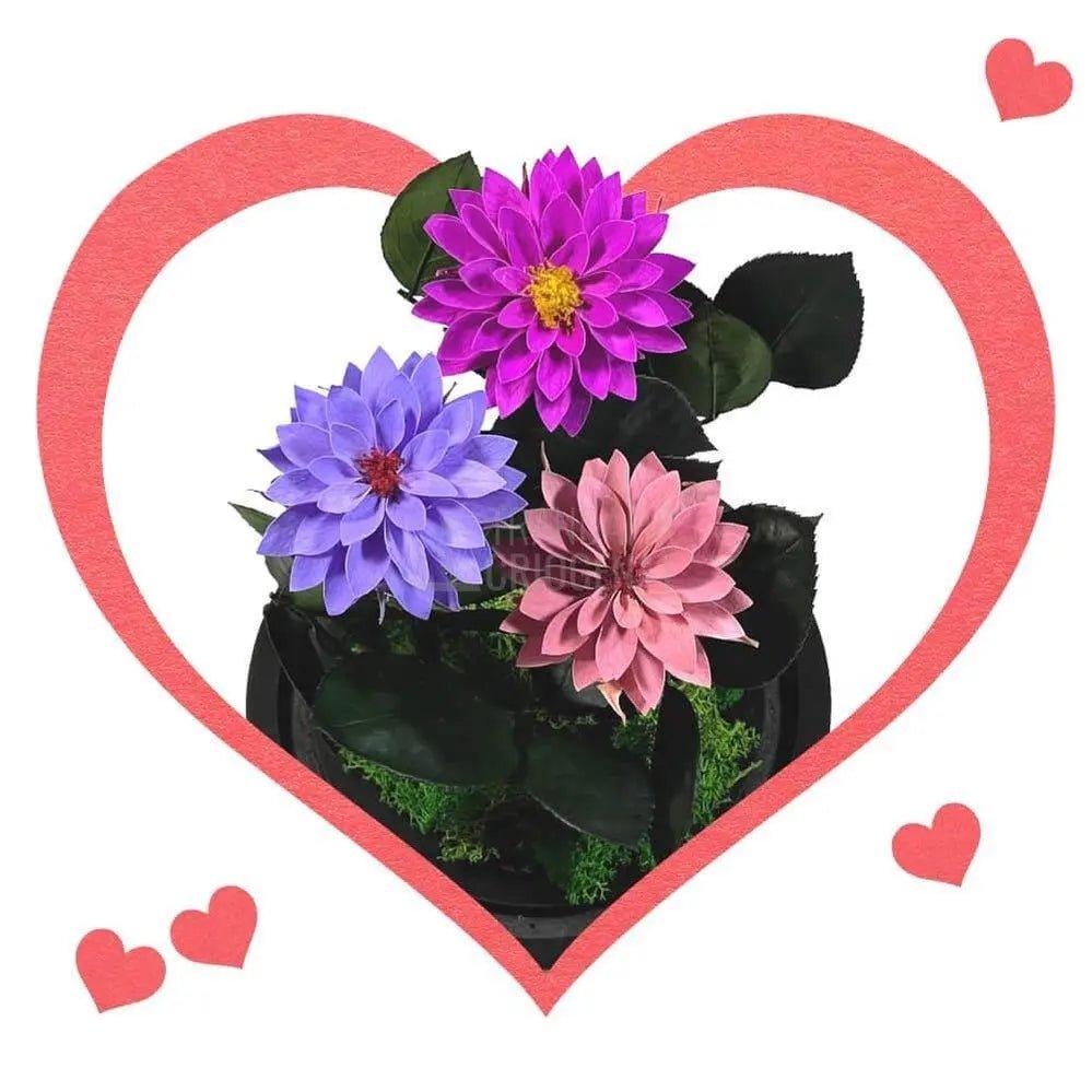 3 Dalii Criogenate mov, purpuriu, mov-pudrat in cupola de sticla - Trandafir-Criogenat.ro