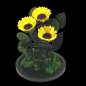 3 Floarea Soarelui Criogenata Ø6cm in cupola sticla 15x25cm - Trandafir-Criogenat.ro