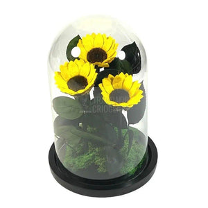 3 Floarea Soarelui Criogenata Ø6cm in cupola sticla 15x25cm - Trandafir-Criogenat.ro