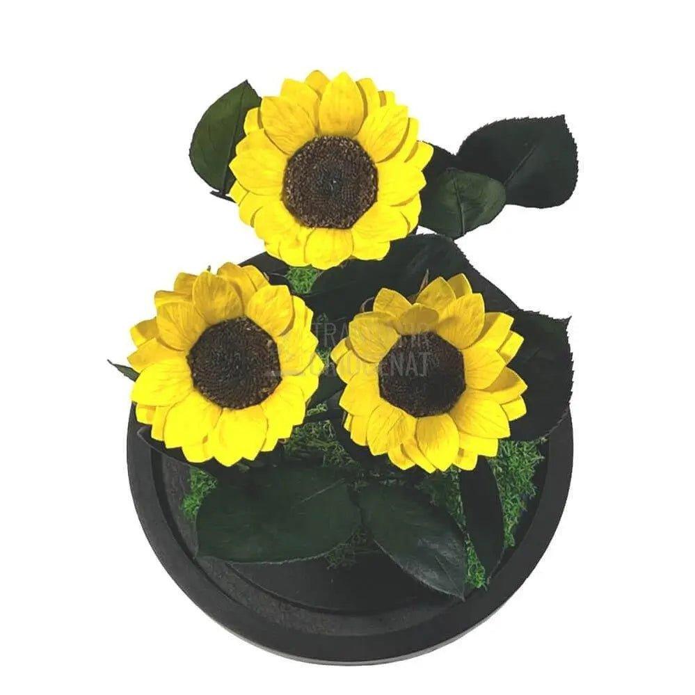 3 Floarea Soarelui Criogenata Ø6cm in cupola sticla 15x25cm - Trandafir-Criogenat.ro